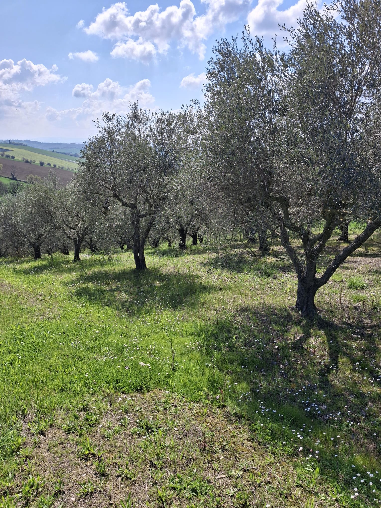 Oliveto a Belvedere Ostrense